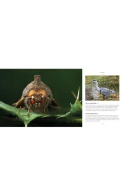 My Wood By Stephen Dalton -Highland Gift Outlet Store CA40301BOOK 3