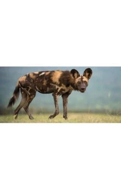 Africa's Wild Dogs By Jocelin Kagan -Highland Gift Outlet Store CK00301BOOK 5