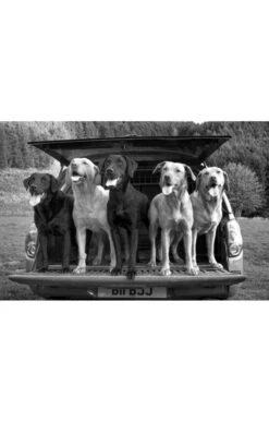 Glyn Satterley Mounted Print